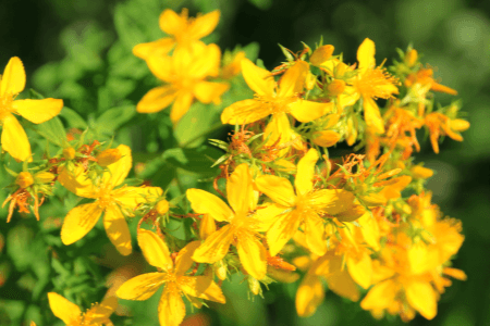 Photosensibilisierende Pflanzen Pferd Europa